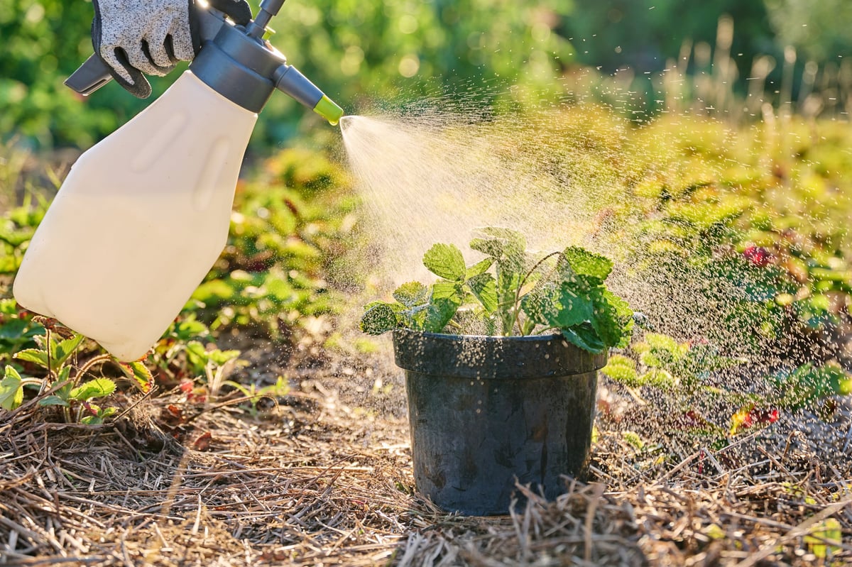 Trattamento naturale a spruzzo su una pianta in vaso in giardino, senza prodotti chimici