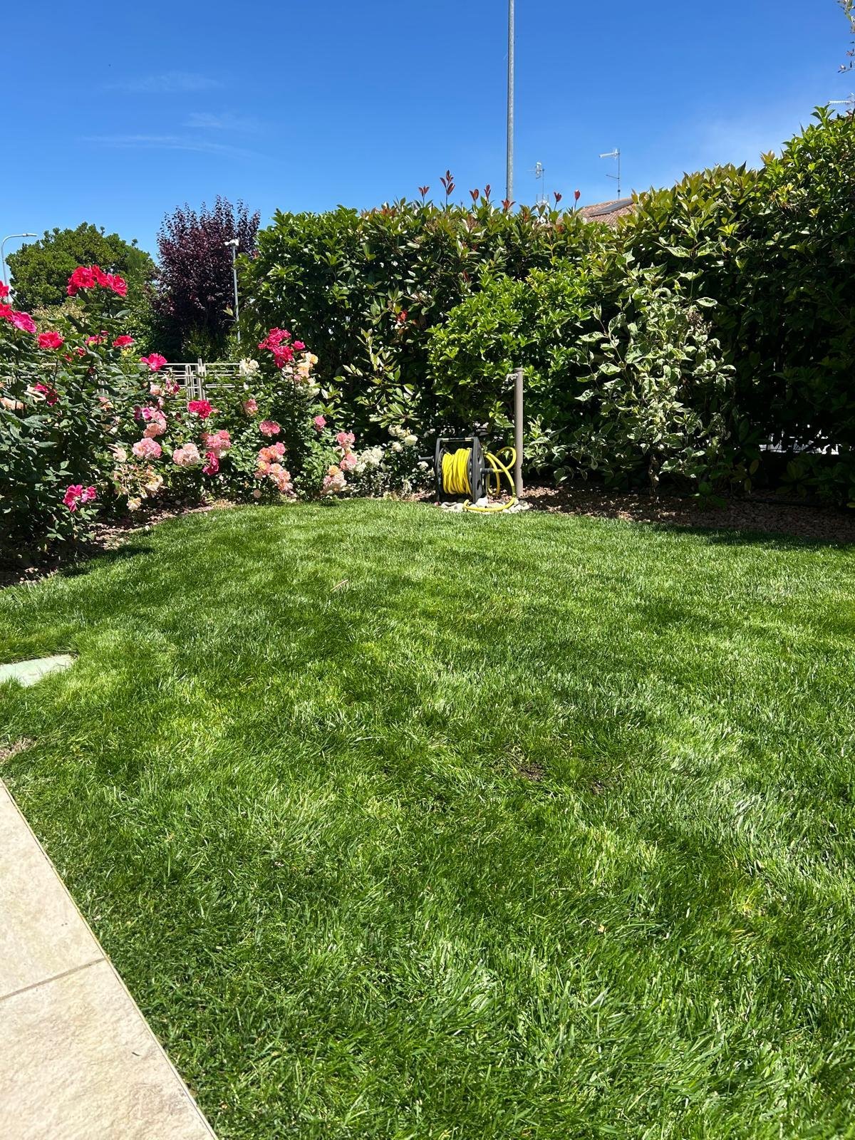 Sunny backyard with lush green lawn, pink flowering bushes, dense green hedges, and a tall flagpole against blue sky