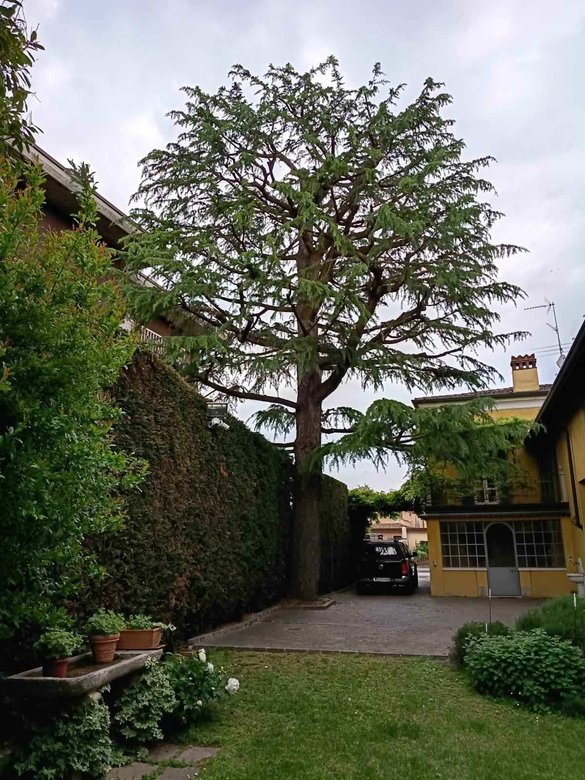 Grande albero conifero al centro di un cortile con pareti ricoperte d'edera