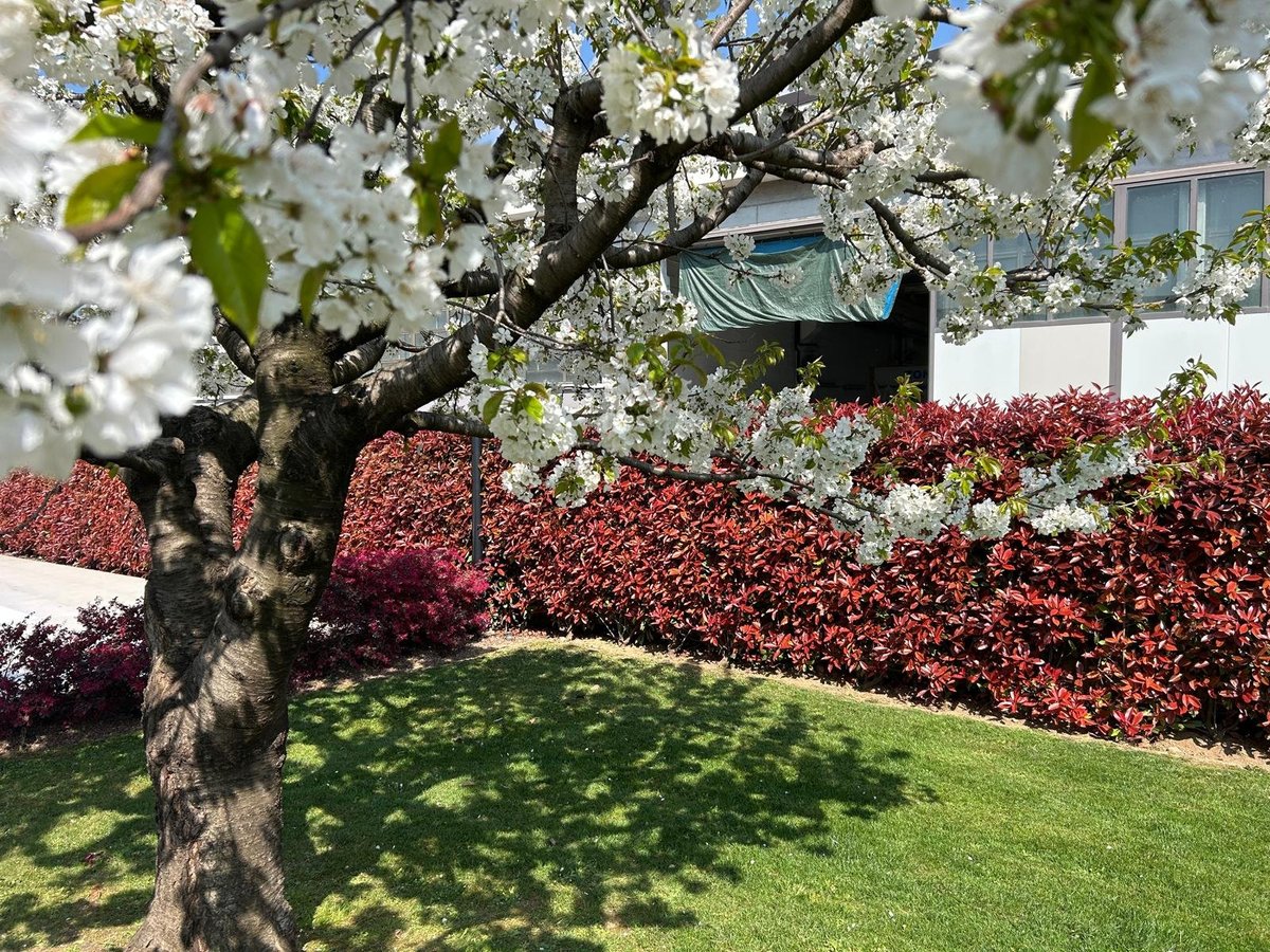 Albero in fiore con fiori bianchi in un giardino primaverile con prato curato